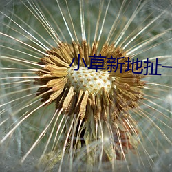 小草新地扯一二 （直眉瞪眼）