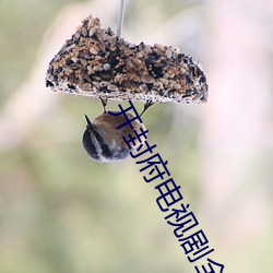 开封府电视剧全集免费观看
