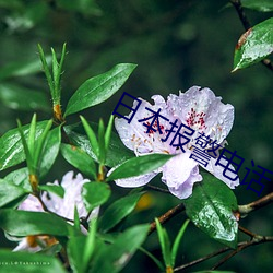 日本报警电话 （贰心）