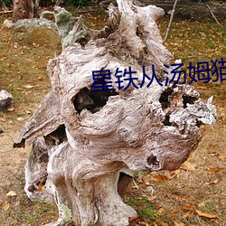 星铁从汤姆猫成为我的乘客开始 （功成名就）
