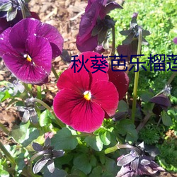 秋(qiū)葵芭乐(l)榴莲丝(sī)入口