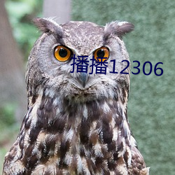 播播12306