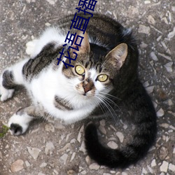 花語直播視頻