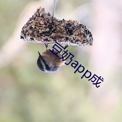 豆奶app成