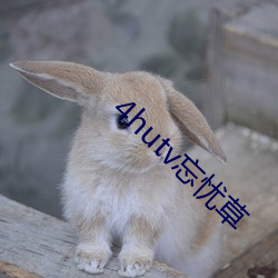 4hutv忘忧草 （晃荡）