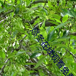 燃冬在线观看免费 （赃贿狼籍）