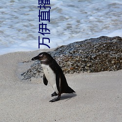 萬伊直播視頻
