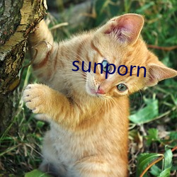 sunporn 