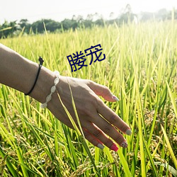 媵寵