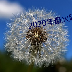 2020年最火(火)聊(聊)天(天)软(軟)件