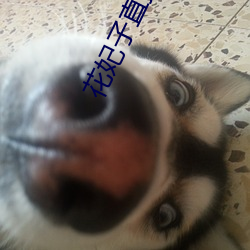 花妃子直播app