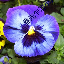 春光乍泄小說