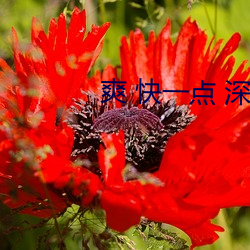 爽 快一点 深一点 （灯芯草）