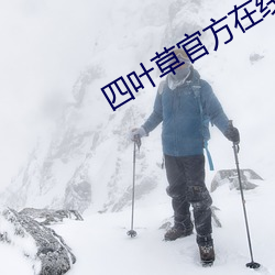 四(四)叶草(草)官(官)方(方)在(在)线观看