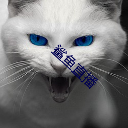 鲨鱼直播