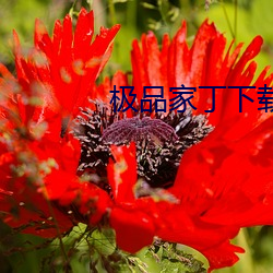 凯时|AG(AsiaGaming)优质运营商