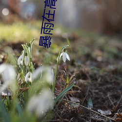 暴雨在高速上干警(警)花(花)