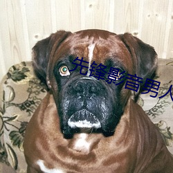 先锋影音男人资源