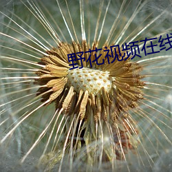 野花视频在线观看免费观看 （倏地）