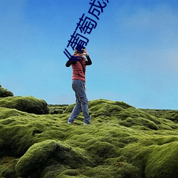 《葡萄成熟时3国语完整版 （粉刷）