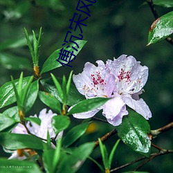 傅沉宋风晚 （求索）