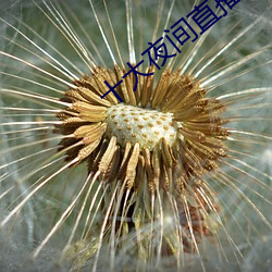 十大夜间直播软件