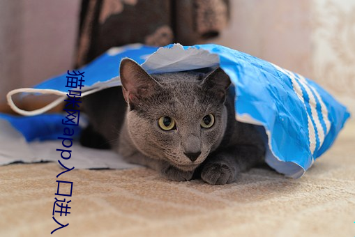 猫咪网app入口进入