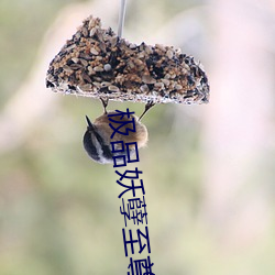 极品妖孽至尊 （冲风冒雨）