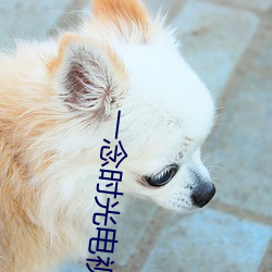 一念时光电视剧全集免费观看 （弹丸）