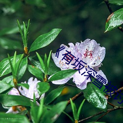 《有坂深雪被讨厌的人夜袭》在线观看 （精诚）