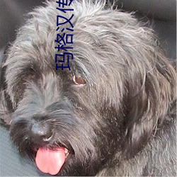 金年会 | 诚信至上金字招牌