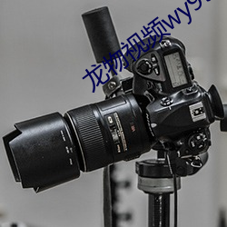 龙物视频(pín)wy99933入口