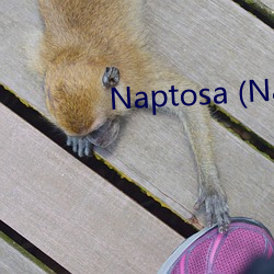 Naptosa (Naptosa.org)