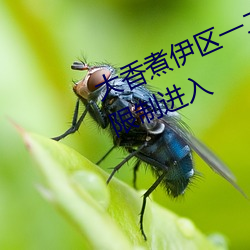 大香煮伊區一二三四區2021不再有限制進入