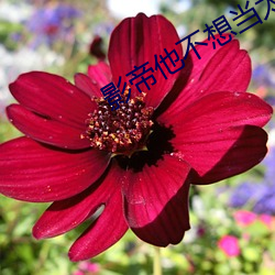 影帝他不想當太監