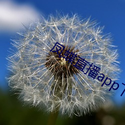 凤蝶直播app下载