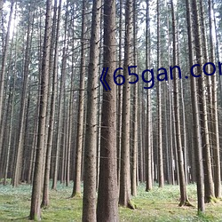 《65gan.com 下载