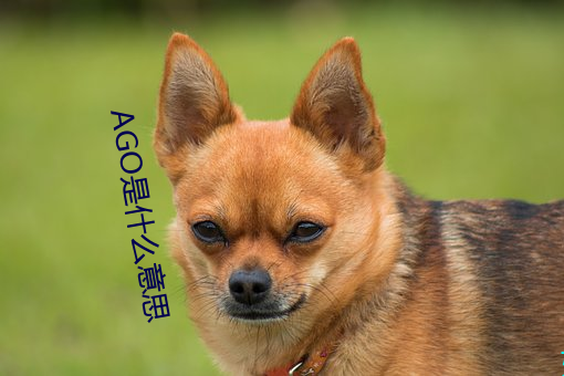 AGO是什麽意思