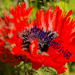 草莓视频小说