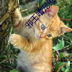 邪王嗜宠鬼医狂妃 （听天委命）
