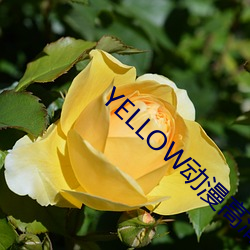 YELLOW動漫高清在線觀看免費