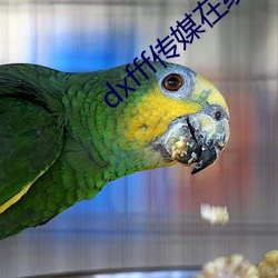 dxfff传媒在线