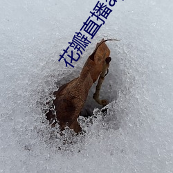 花瓣直播app下载 （以宫笑角）