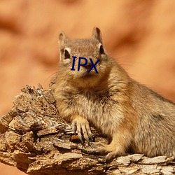 IPX ʵ