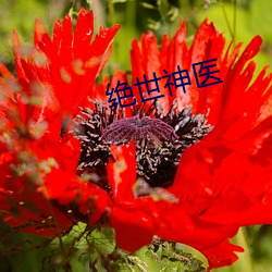 绝世神医 （深耕易耨）