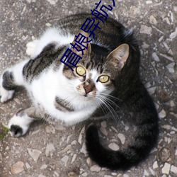 眉娘異航入口