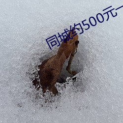 同城約500元一晚