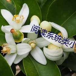 阅读系统(tǒng)类小说(shuō)