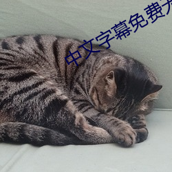 中文字幕免费无线观看