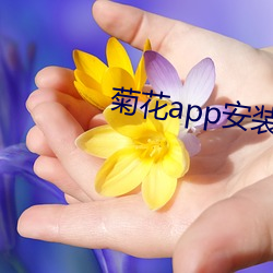 菊花app安装下载